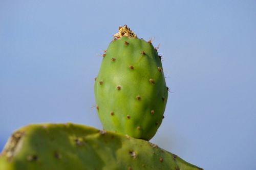 prickly pear chumbo fruit