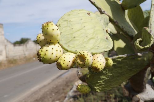 prickly pear cactus fruit plant