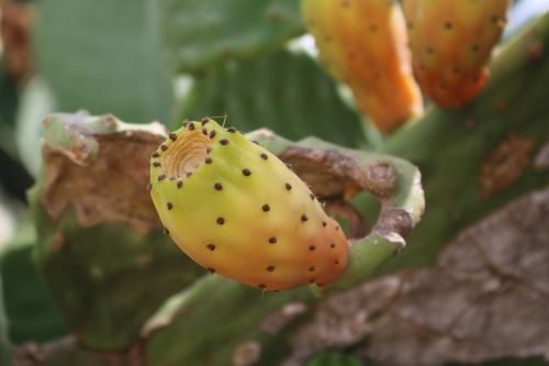 prickly pear opuntia ficus indica cactus