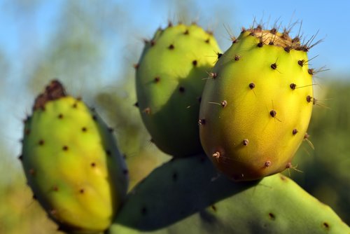 prickly pear  cactus  cactus greenhouse