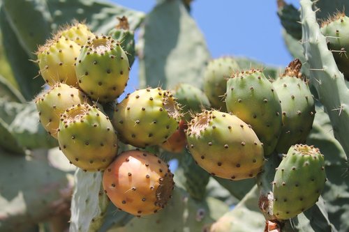 prickly pear  cactus  prickly