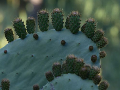 prickly pear cactus prickly