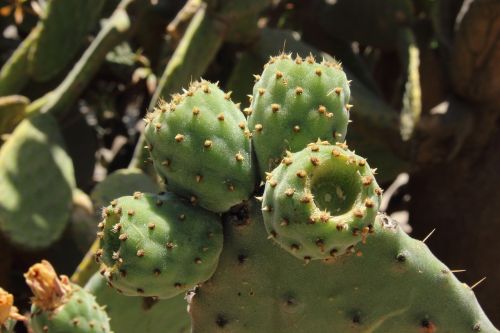 prickly pear cactus cactus greenhouse