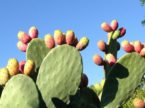 prickly pear fruits opuntia ficus indica