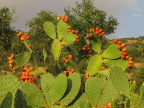 prickly pear cactus fruit