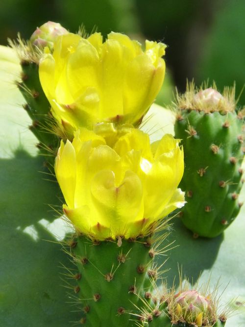 prickly pear cactus flower flowering