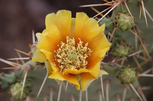 prickly pear cactus blossom cactus