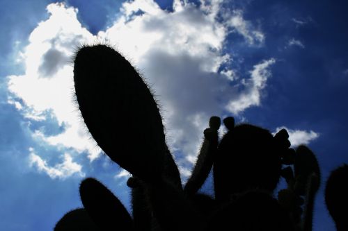 Prickly Pear Silhouette