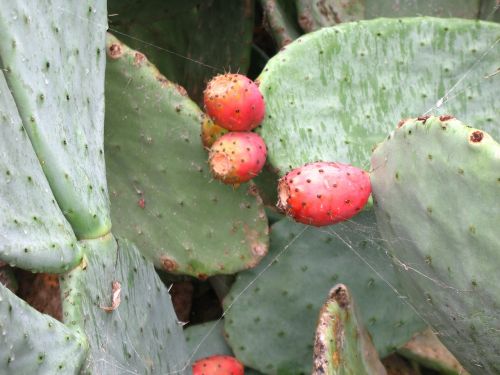 prickly pears fruits thorns