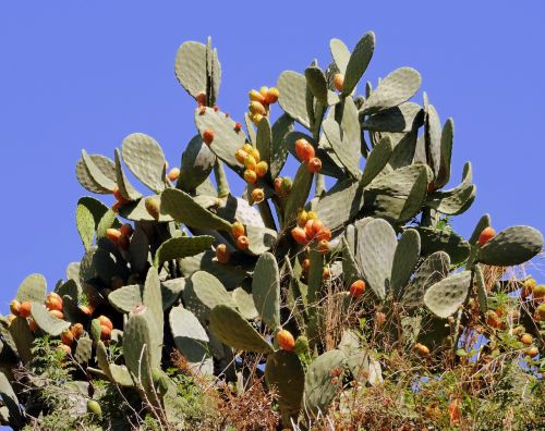 prickly pears succulent plant sky