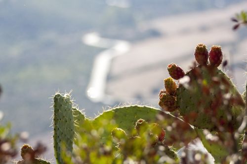 prickly pears nature plants