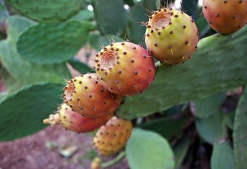 prickly pears opuntia ficus-indica cactus