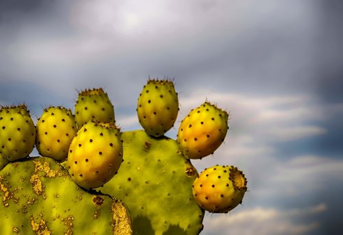 prickly pears  prickly pear  prickly pear cactus