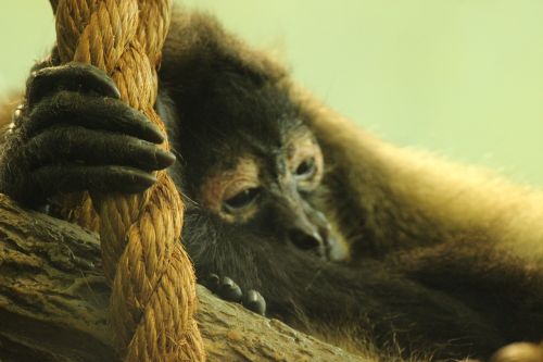 primate saint louis zoo