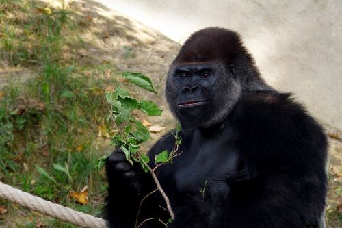 primate monkey gorilla