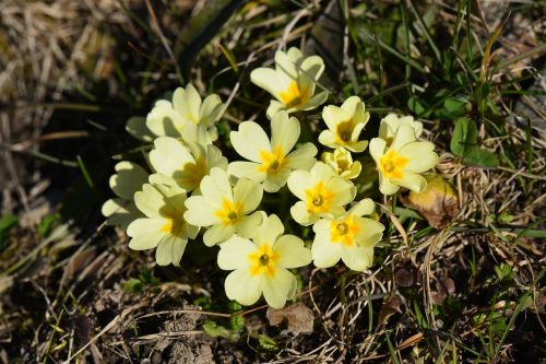 primmeln yellow blossom