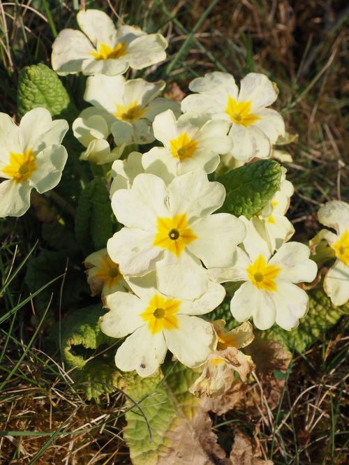 primrose flower blossom