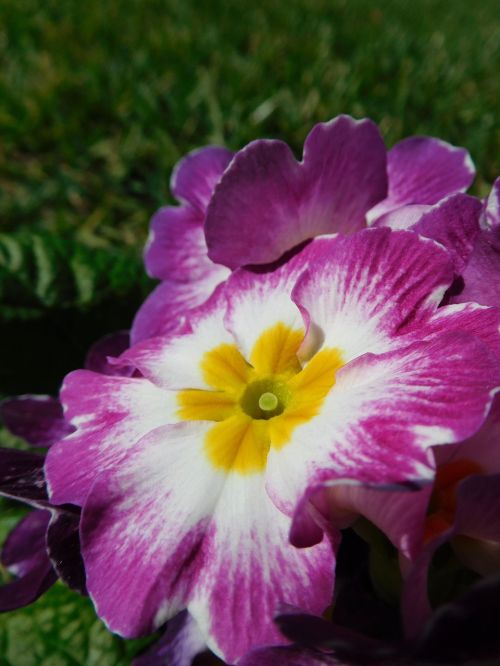 primula primrose flower