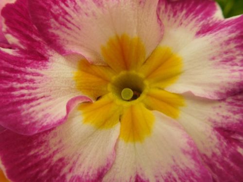 primula primrose flower