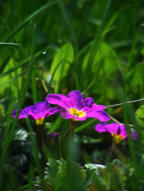 primrose spring spring flower