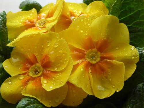 primrose yellow harbinger of spring