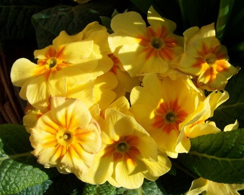 primrose yellow flower spring flower