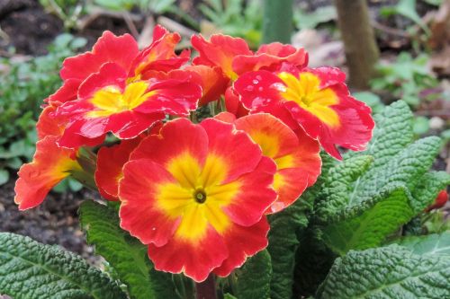 primrose spring blossom