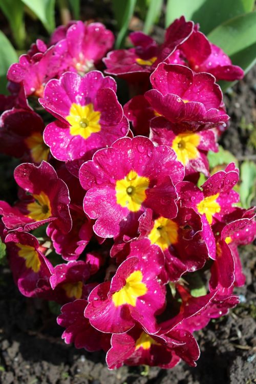 primrose flowers spring