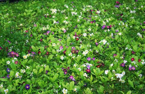 primrose meadow grass