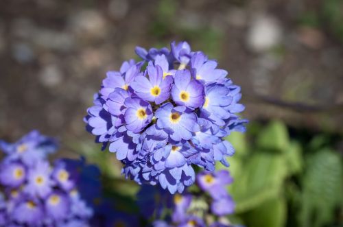 primrose flower flowers