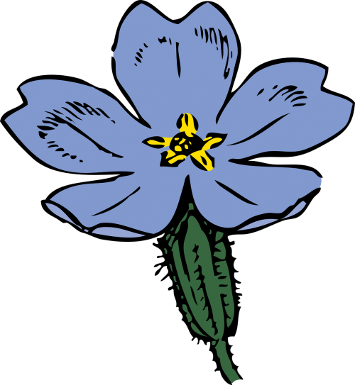 primrose flower plant