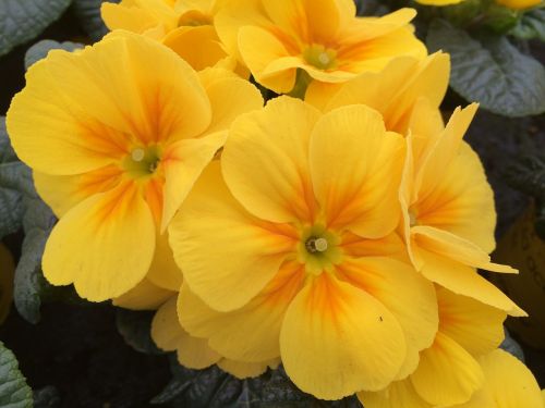 primrose yellow flower