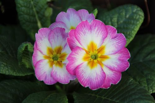 primrose pink white