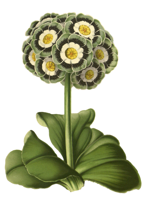 primrose flower plant