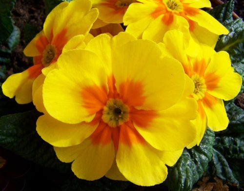 primrose yellow flower spring flower