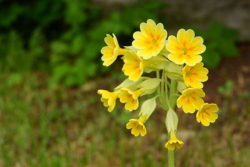 primrose spring primrose primula veris