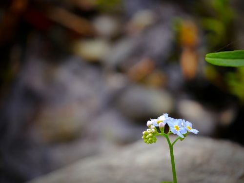 primrose alpine flower