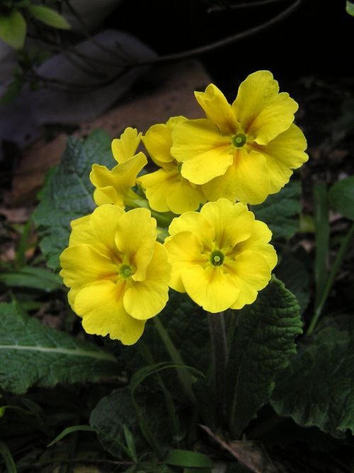 primrose yellow plant