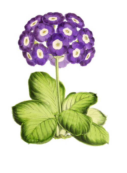 primrose flower plant