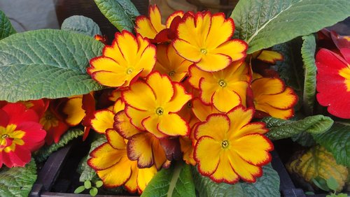 primrose  flower  czechia