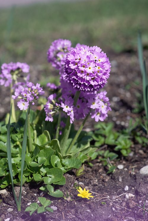 primrose  drumstick  flower