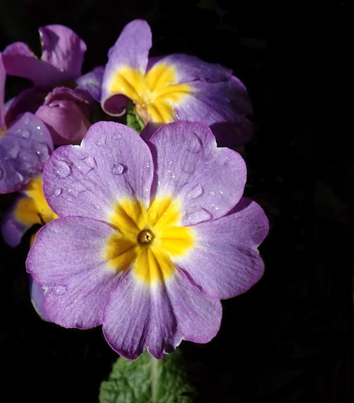 primrose  flower  raindrops