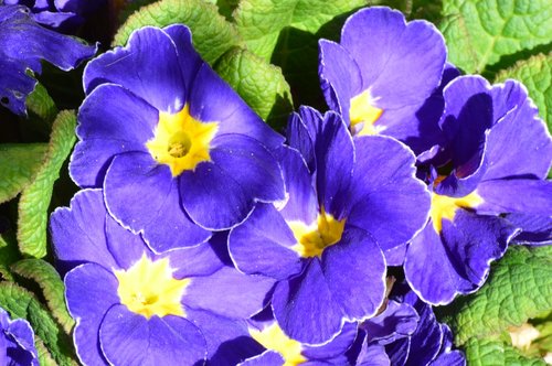 primrose  violet  spring