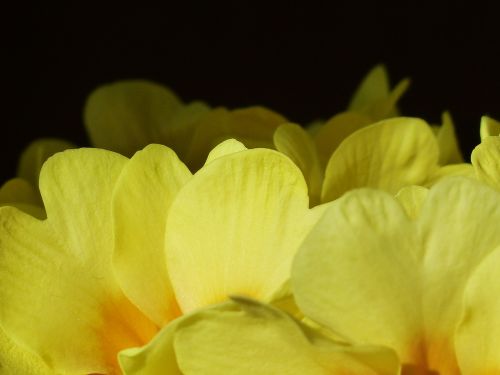 primrose flower blossom