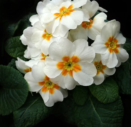 primrose  white  flower