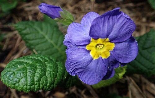 primrose  purple  flower