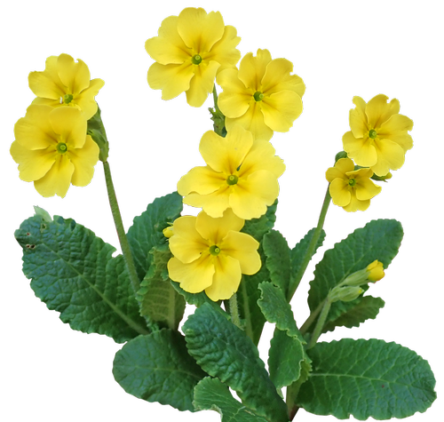 primrose  flower  plant