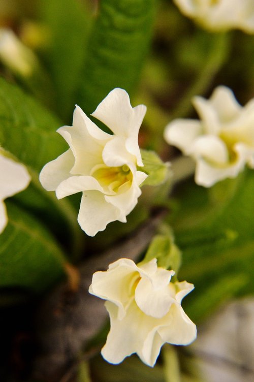 primrose  flower  spring