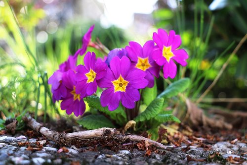 primrose  spring  flower