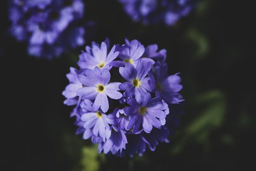 primrose  blue  drumstick